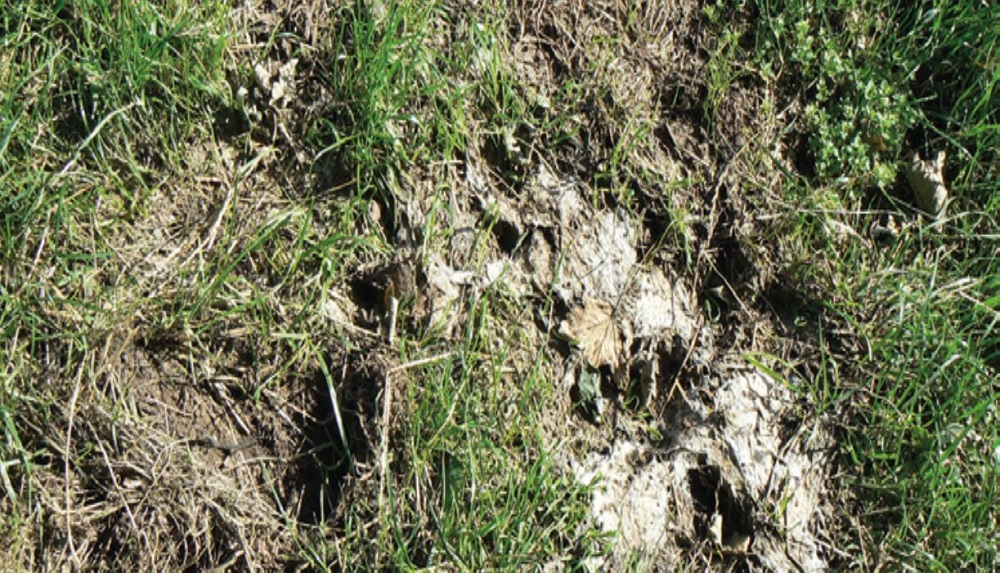Grass sward surface in poor condition